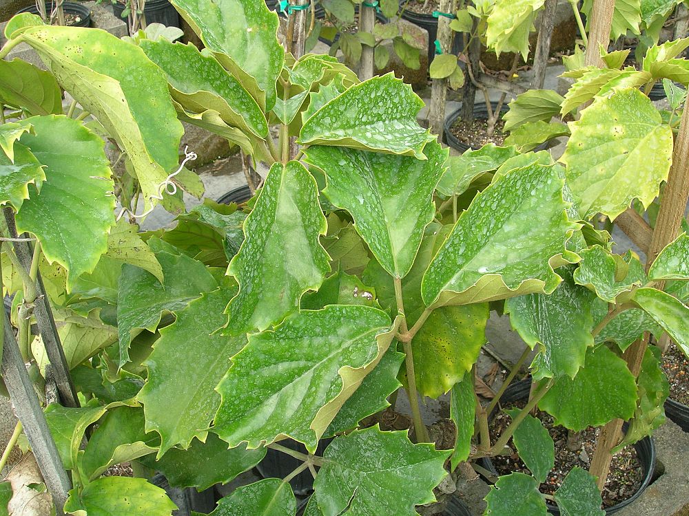 tetrastigma-voinieranum-chestnut-vine