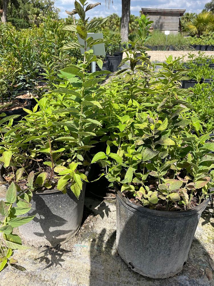 teucrium-canadense-american-germander