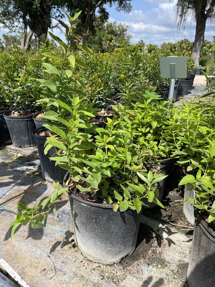 teucrium-canadense-american-germander