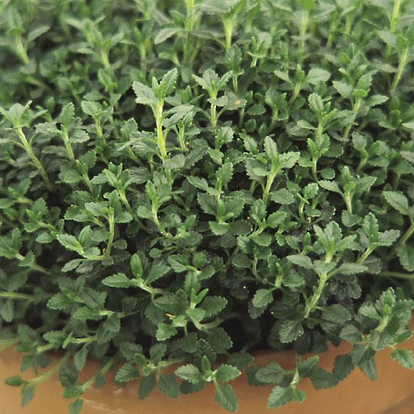 teucrium-chamaedrys-wall-germander