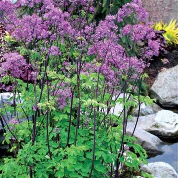 thalictrum-black-stockings-meadow-rue