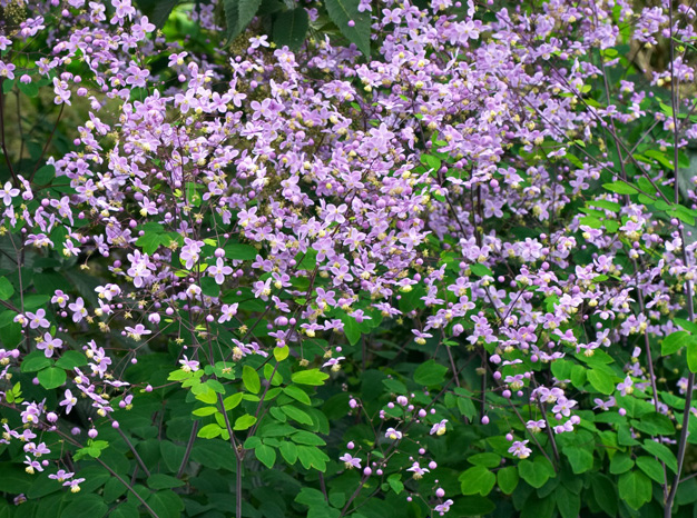 thalictrum-rochebrunianum-lavender-mist