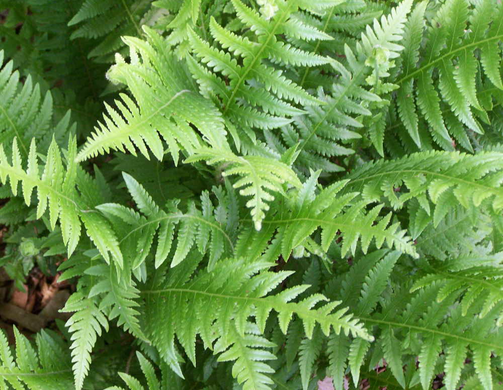 thelypteris-decursive-pinnata-japanese-beech-fern