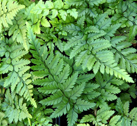 thelypteris-decursive-pinnata-japanese-beech-fern