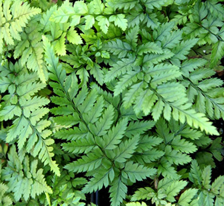 thelypteris-decursive-pinnata-japanese-beech-fern