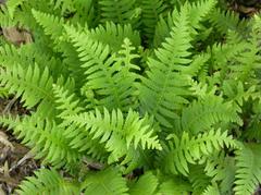 thelypteris-japonica-japanese-beech-fern