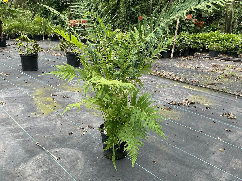 thelypteris-kunthii-southern-shield-wood-fern-river-fern