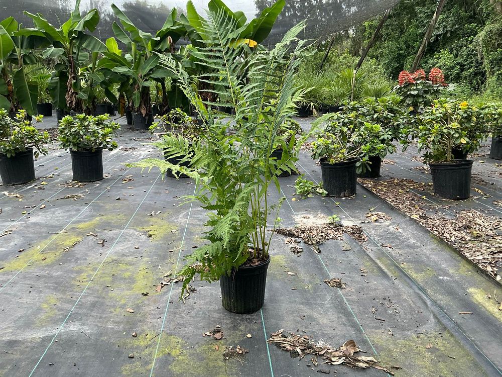thelypteris-kunthii-southern-shield-wood-fern-river-fern