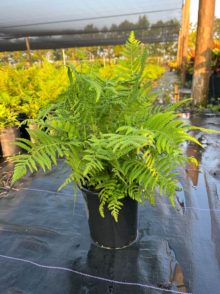 thelypteris-kunthii-southern-shield-wood-fern-river-fern