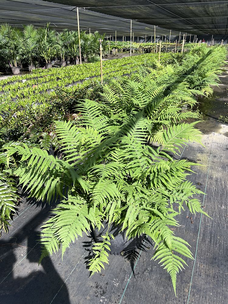 thelypteris-kunthii-southern-shield-wood-fern-river-fern