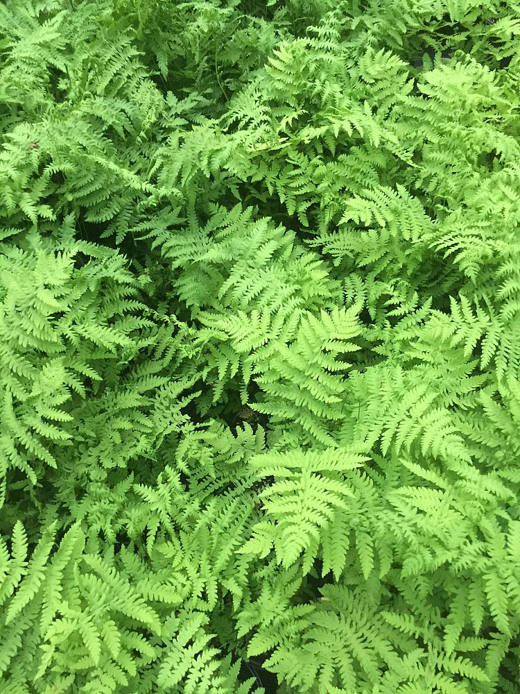 thelypteris-palustris-marsh-fern