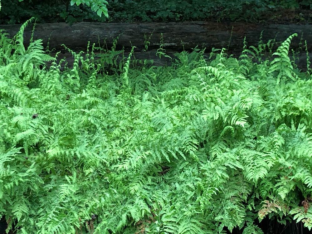 thelypteris-palustris-marsh-fern