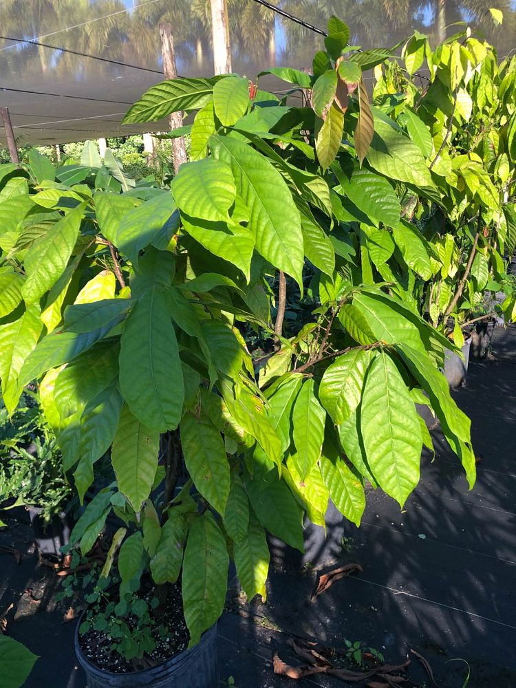 theobroma-cacao-chocolate-tree