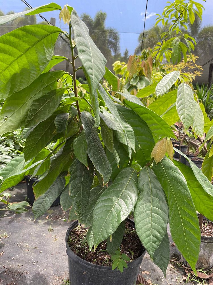 theobroma-cacao-chocolate-tree