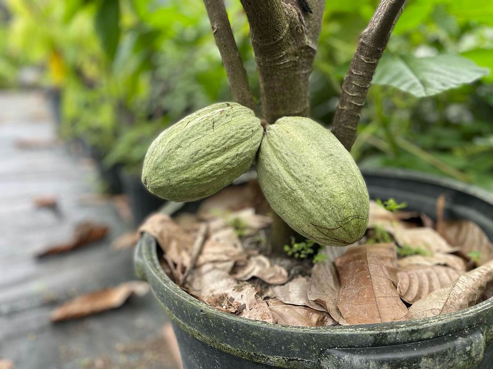 theobroma-cacao-chocolate-tree