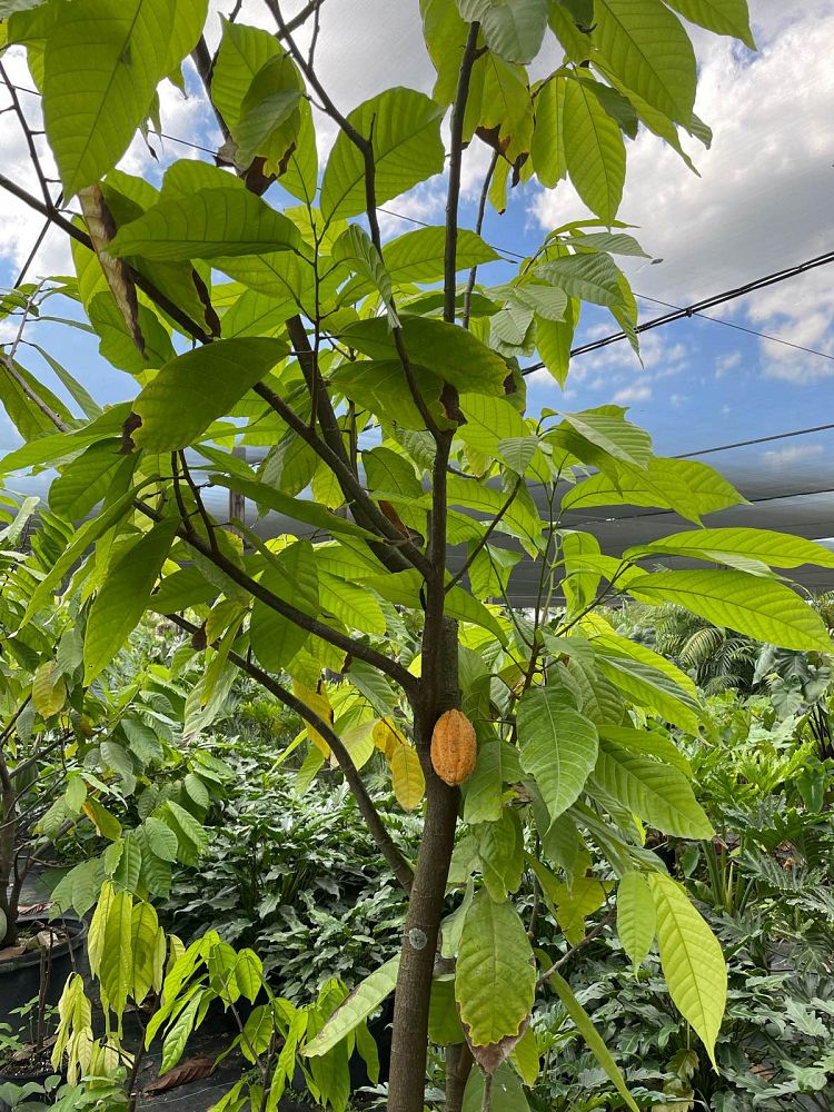 theobroma-cacao-chocolate-tree