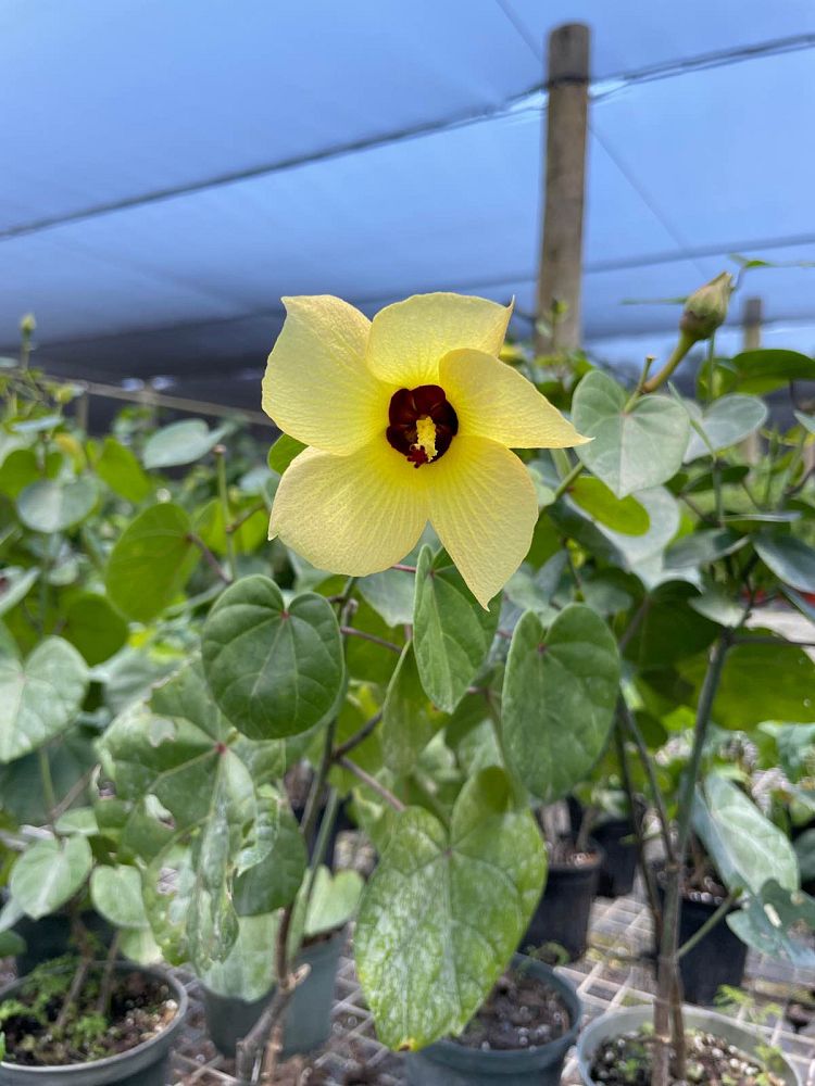 thespesia-portica-asiatica-dwarf-mahoe