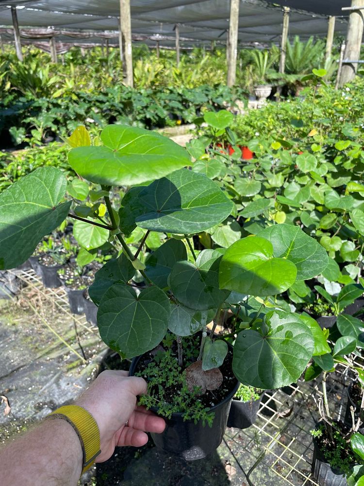 thespesia-portica-asiatica-dwarf-mahoe
