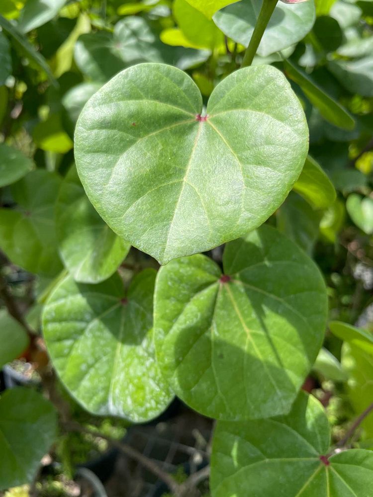 thespesia-portica-asiatica-dwarf-mahoe