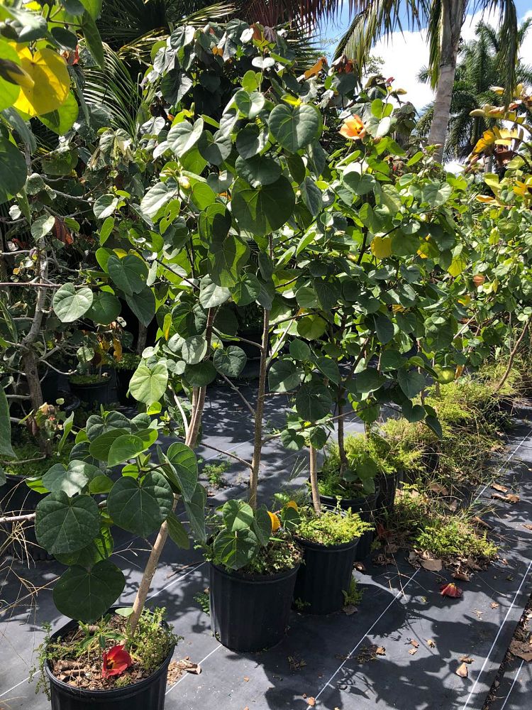 thespesia-portica-asiatica-dwarf-mahoe