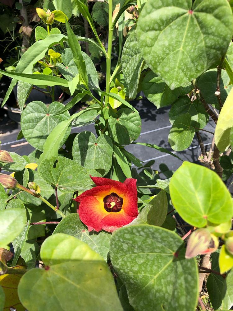 thespesia-portica-asiatica-dwarf-mahoe