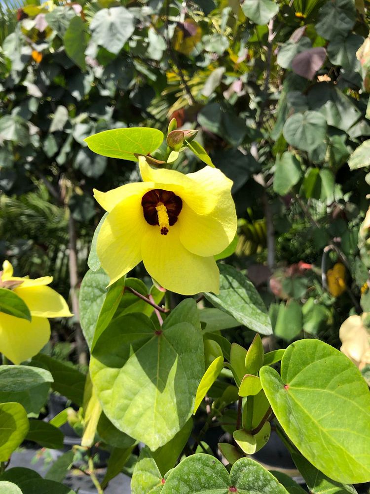 thespesia-portica-asiatica-dwarf-mahoe