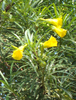 thevetia-peruviana-yellow-oleander-lucky-nut