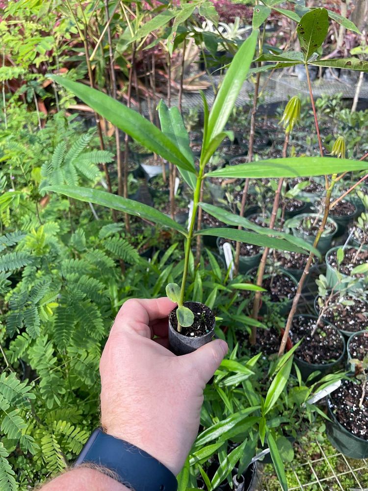 thevetia-peruviana-yellow-oleander-lucky-nut
