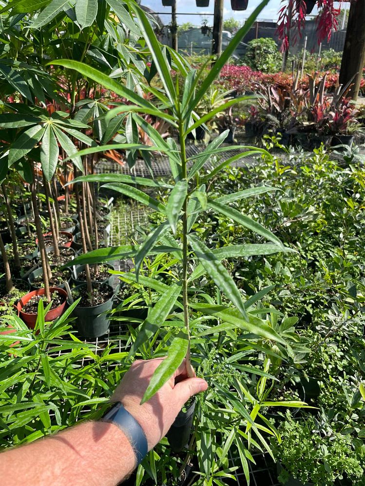 thevetia-peruviana-yellow-oleander-lucky-nut