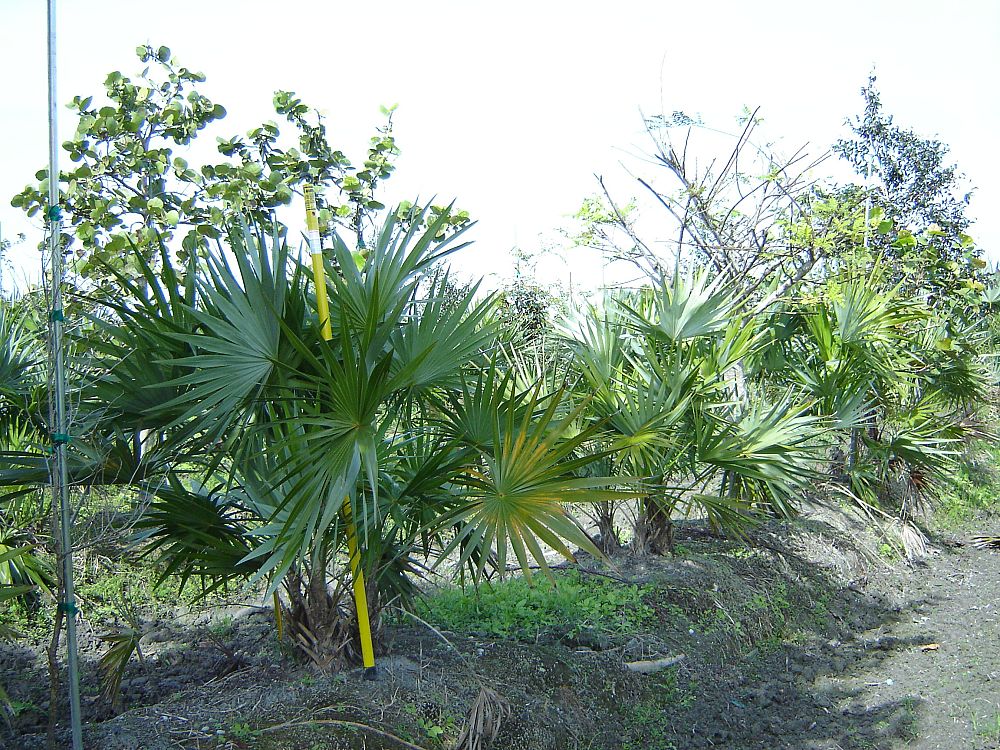 thrinax-morrisii-key-thatch-palm