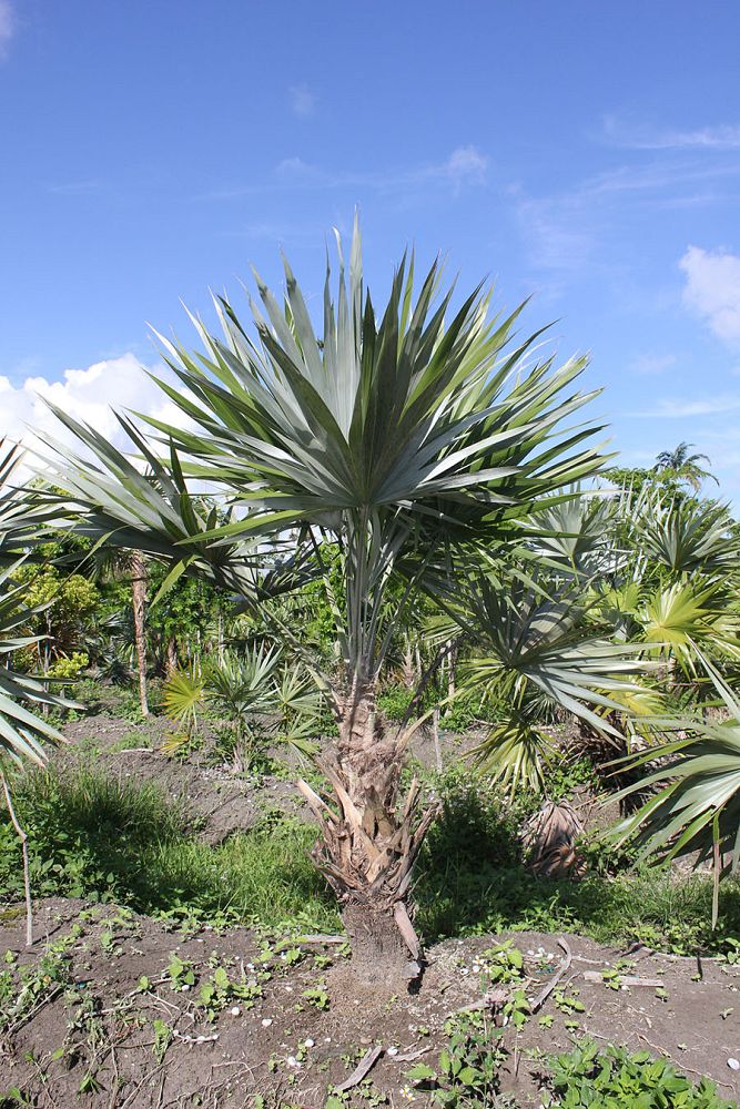 thrinax-morrisii-key-thatch-palm