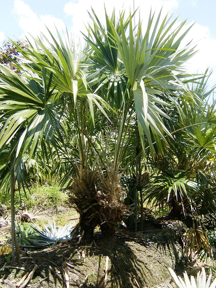 thrinax-morrisii-key-thatch-palm