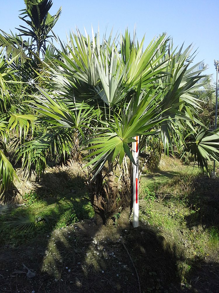 thrinax-morrisii-key-thatch-palm