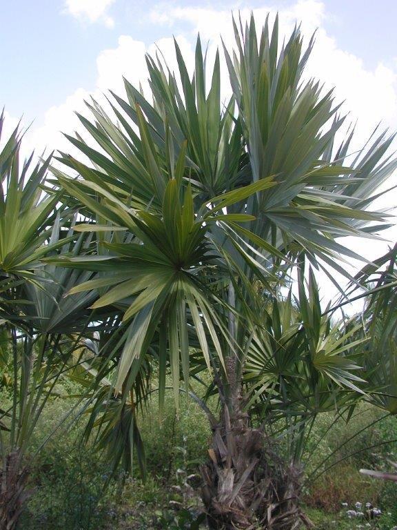 thrinax-morrisii-key-thatch-palm