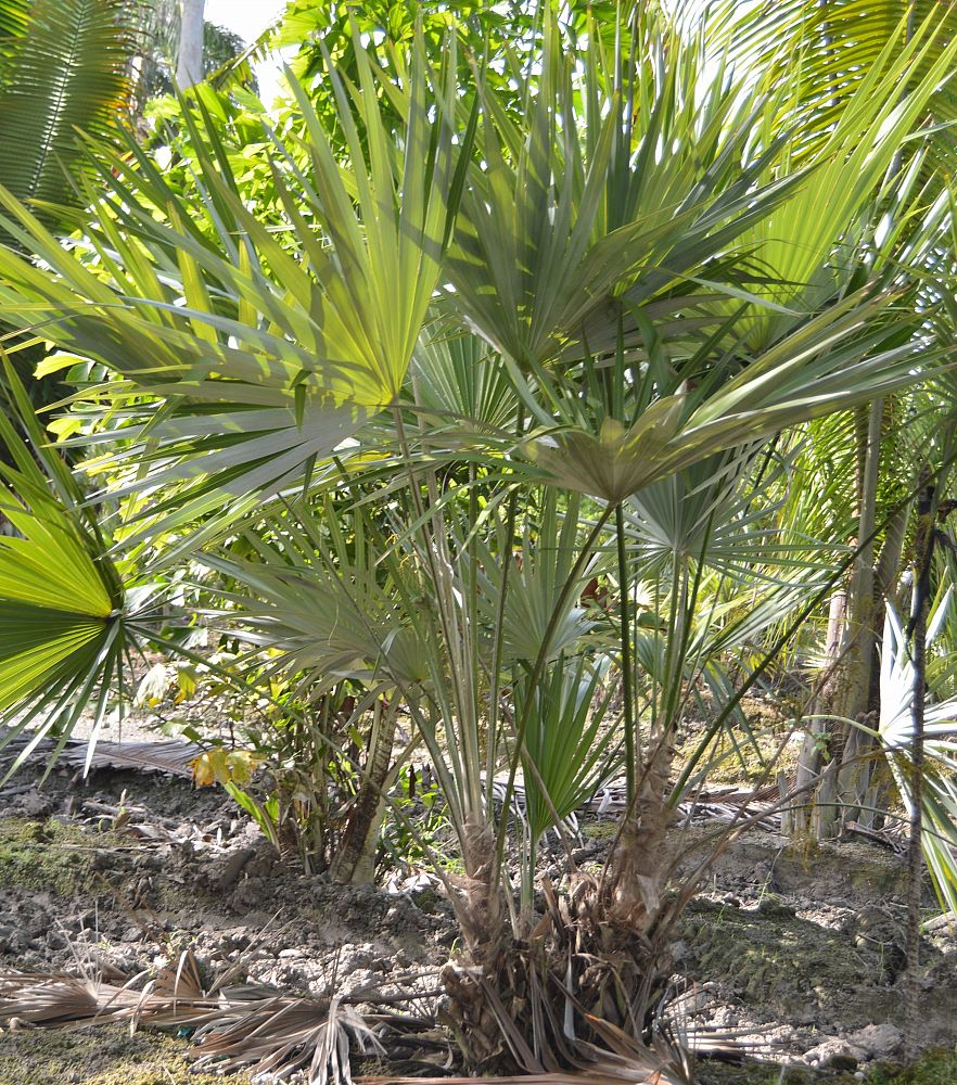 thrinax-morrisii-key-thatch-palm