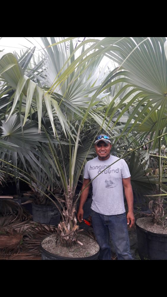 thrinax-morrisii-key-thatch-palm