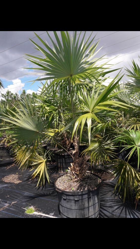 thrinax-morrisii-key-thatch-palm