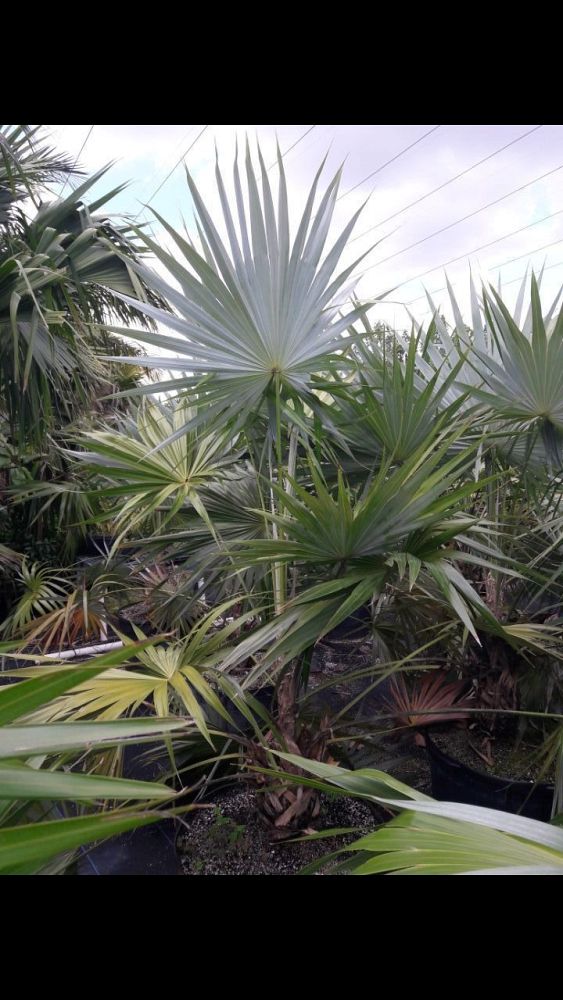 thrinax-morrisii-key-thatch-palm