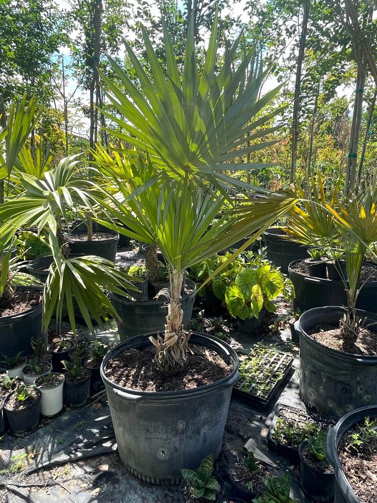thrinax-morrisii-key-thatch-palm