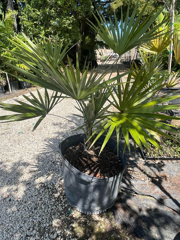 thrinax-morrisii-key-thatch-palm