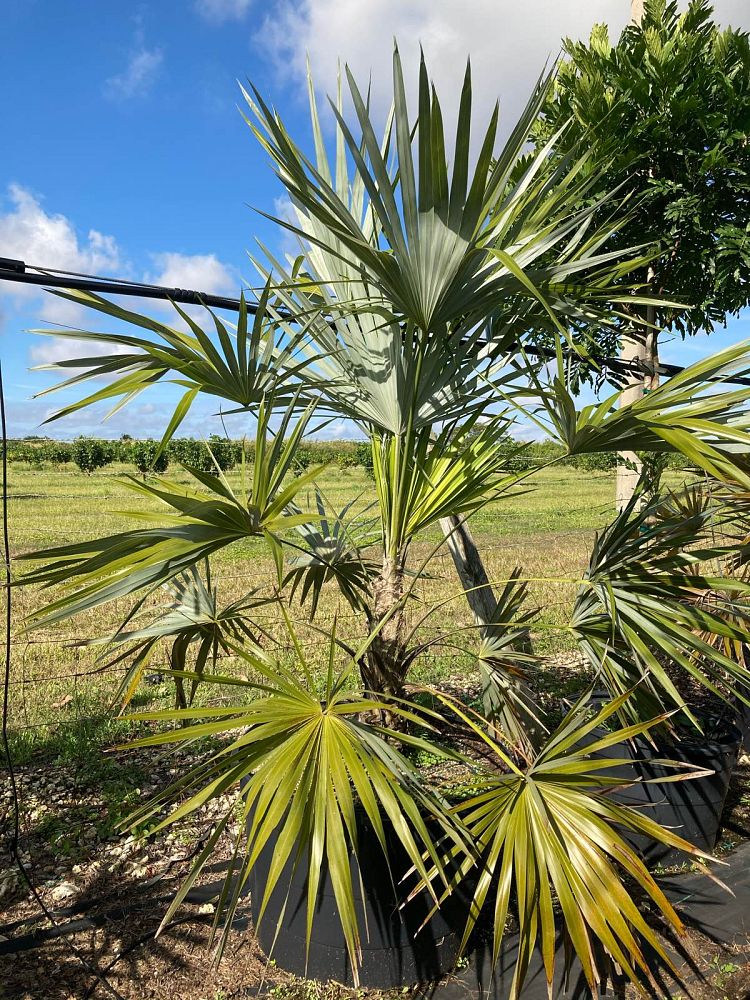thrinax-morrisii-key-thatch-palm