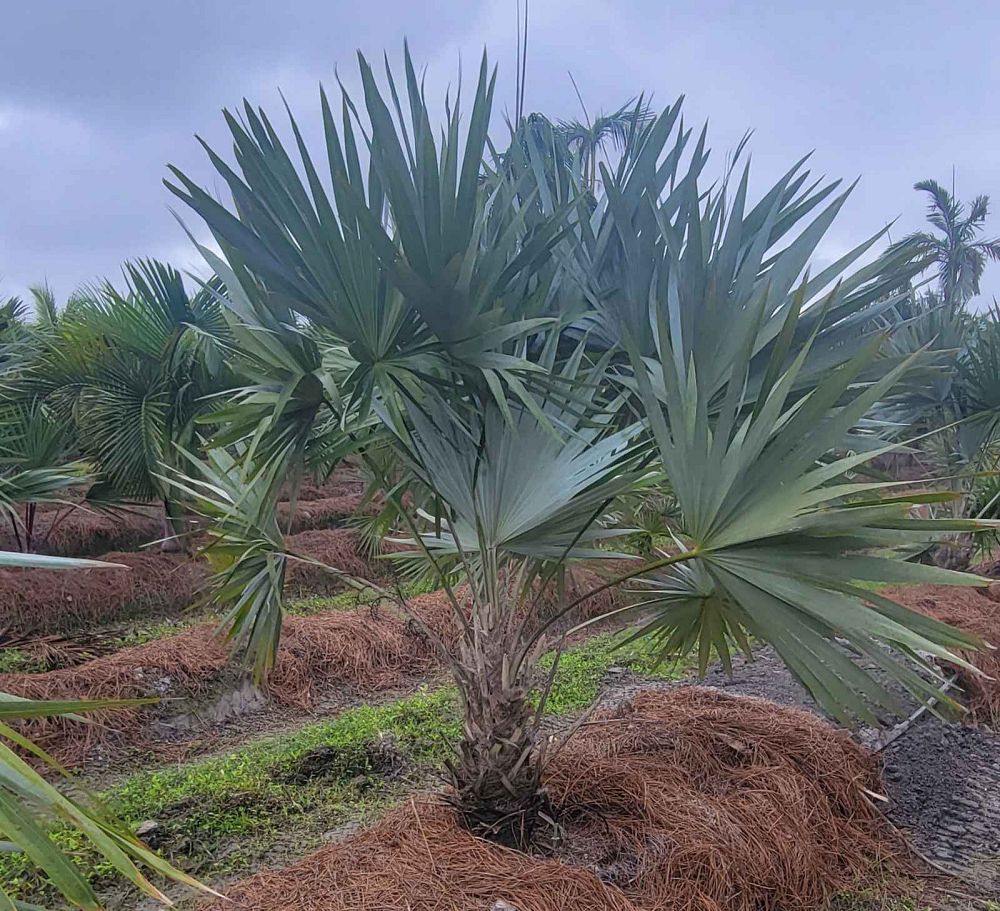 thrinax-morrisii-key-thatch-palm