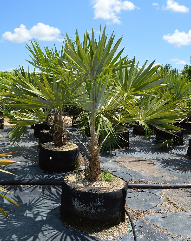 thrinax-morrisii-key-thatch-palm