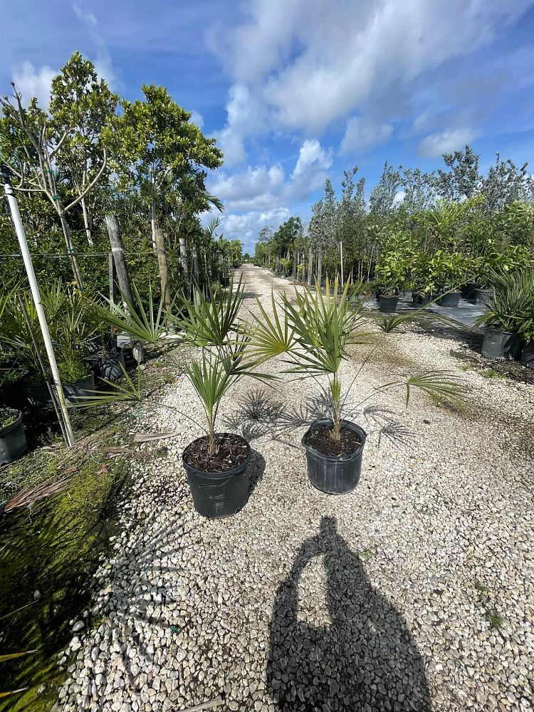 thrinax-morrisii-key-thatch-palm