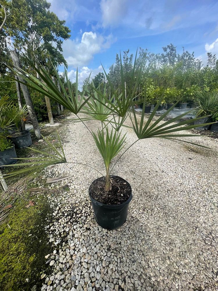 thrinax-morrisii-key-thatch-palm