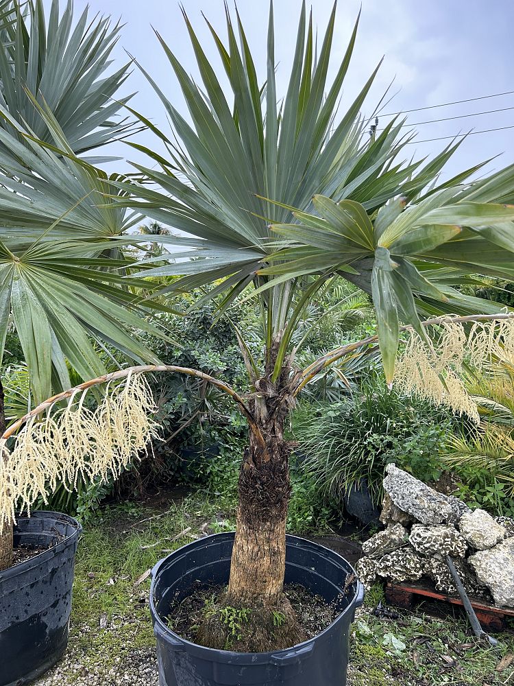 thrinax-morrisii-key-thatch-palm