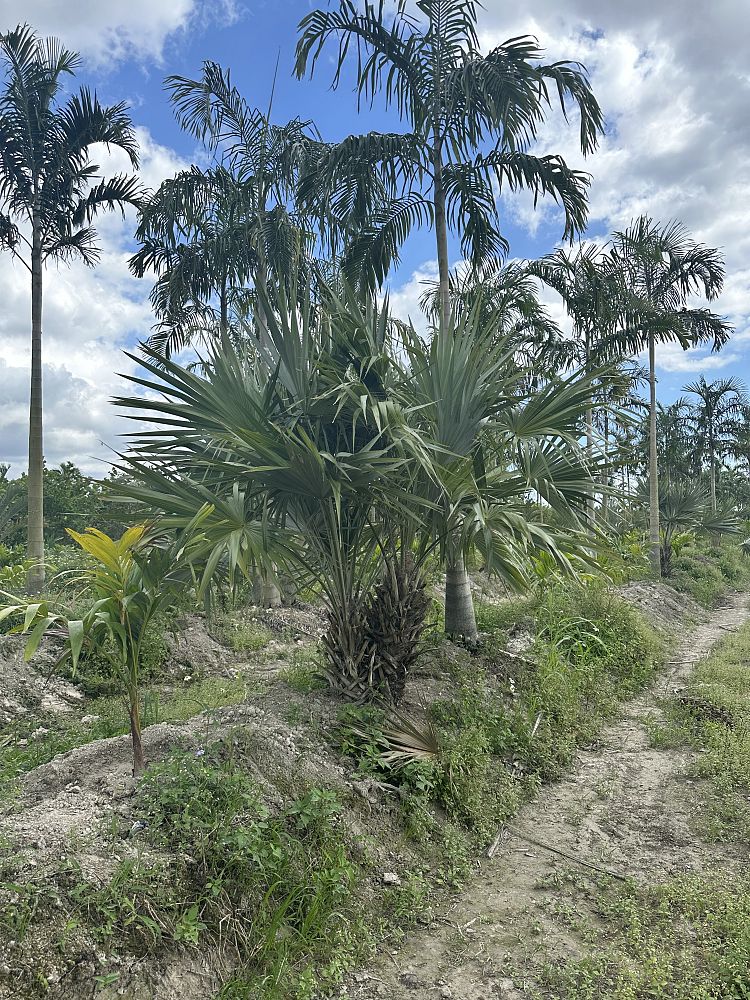 thrinax-morrisii-key-thatch-palm