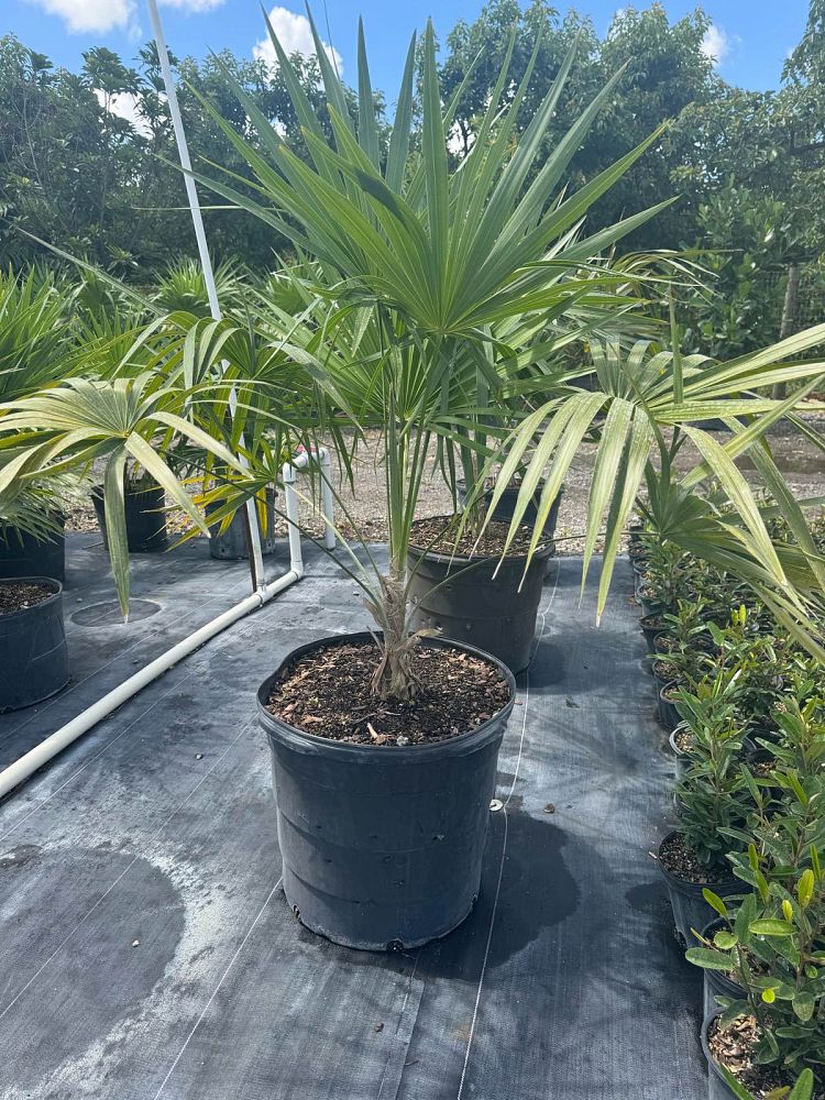 thrinax-morrisii-key-thatch-palm