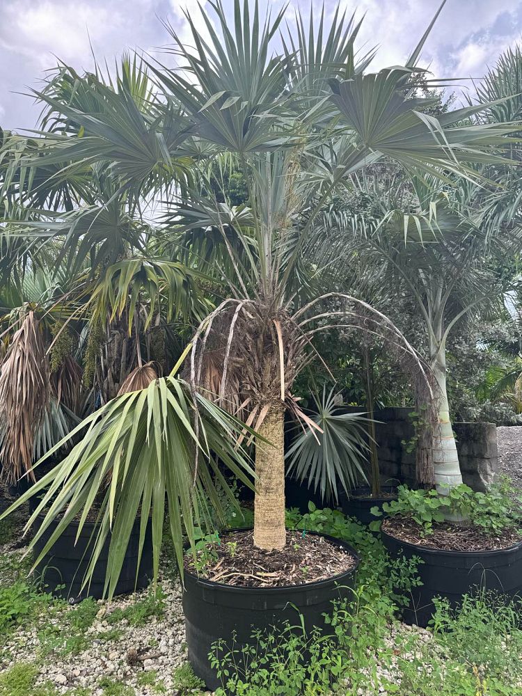 thrinax-morrisii-key-thatch-palm