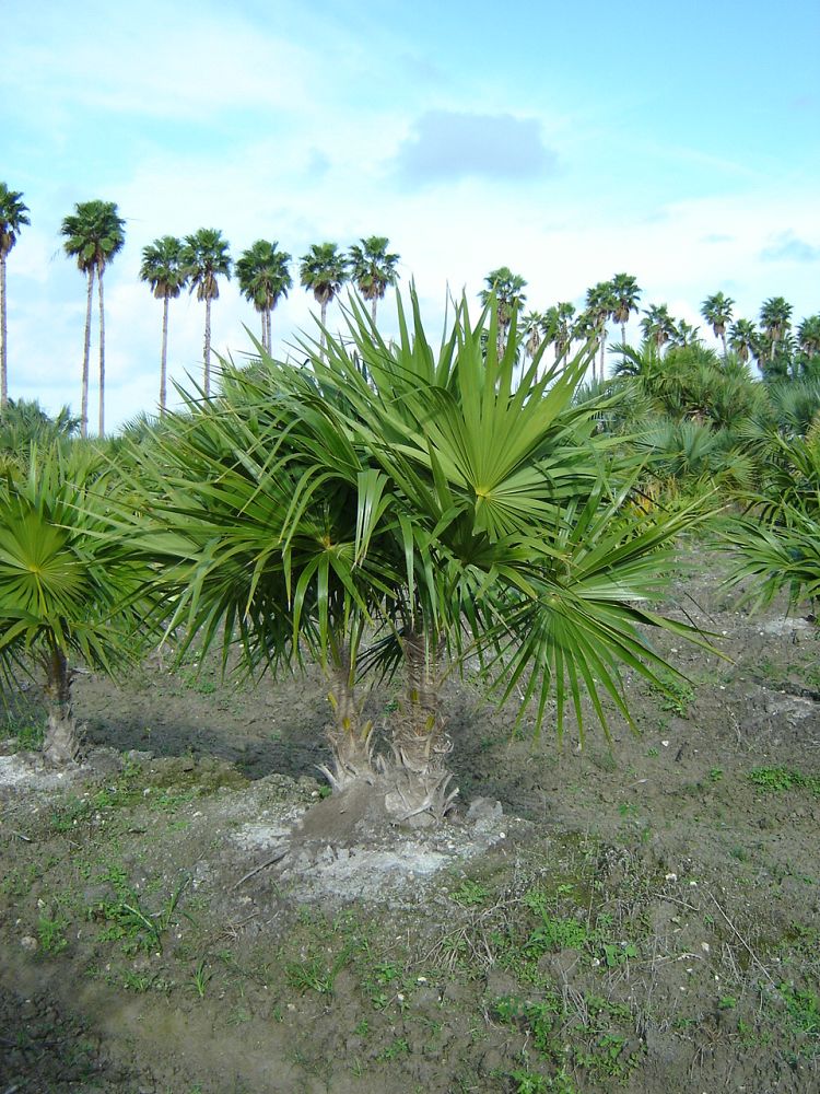 thrinax-radiata-florida-thatch-palm